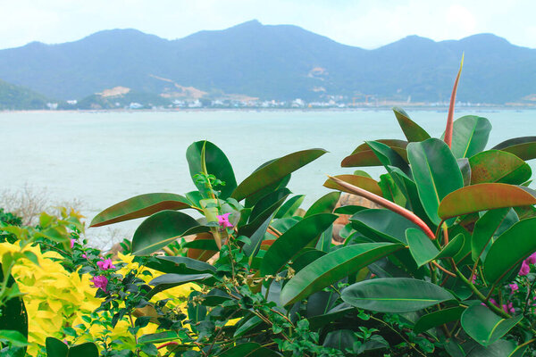 Big beautiful green leaves on a background of mountains and the sea in Asia. Nha Trang, Vietnam