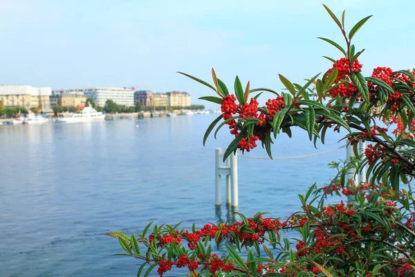 Czerwone Jagody Brzegu Jeziora Genewskiego Szwajcaria — Zdjęcie stockowe