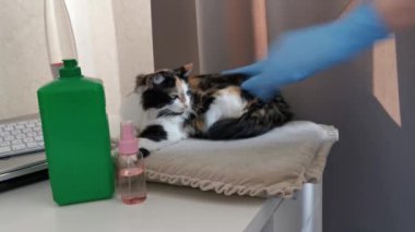 Kedi maske ve antiseptikle birlikte masanın üzerinde yatar. Sahibi evde yalnızlık çekerken kediyi mavi eldivenli sıvazlıyor..