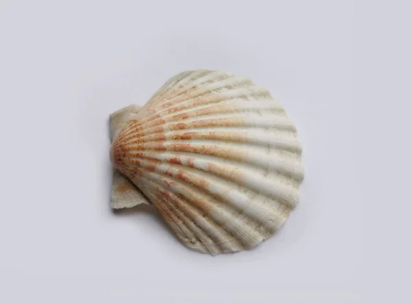 Seashell Sobre Fondo Gris — Foto de Stock