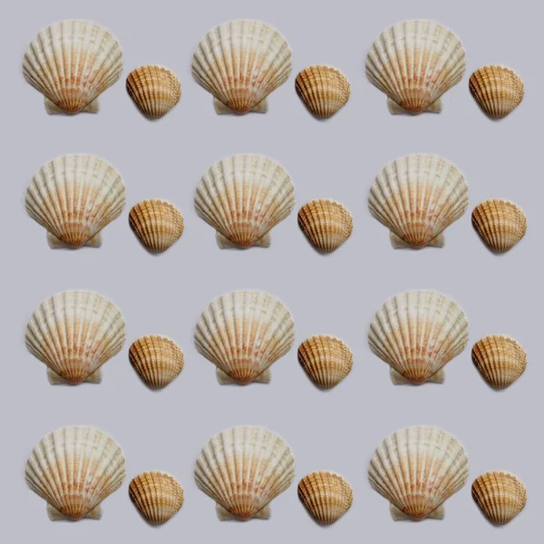 Seashell Mönster Textur Med Skal Grå Bakgrund — Stockfoto