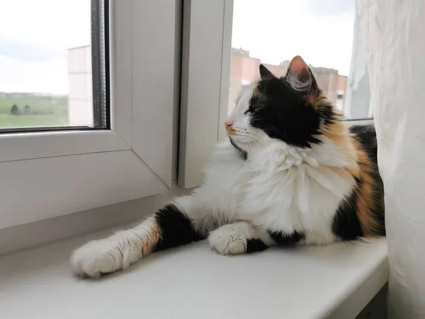 Tricolor Cat Lies Rests Cat Windowsill — Stock Photo, Image