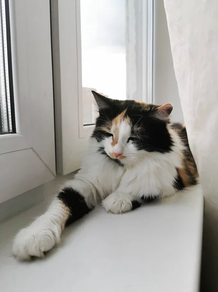 Tricolor Kucing Terletak Dan Beristirahat Kucing Jendela — Stok Foto