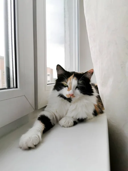 Renkli Kedi Yalan Söyler Dinlenir Pencere Pervazındaki Kedi — Stok fotoğraf