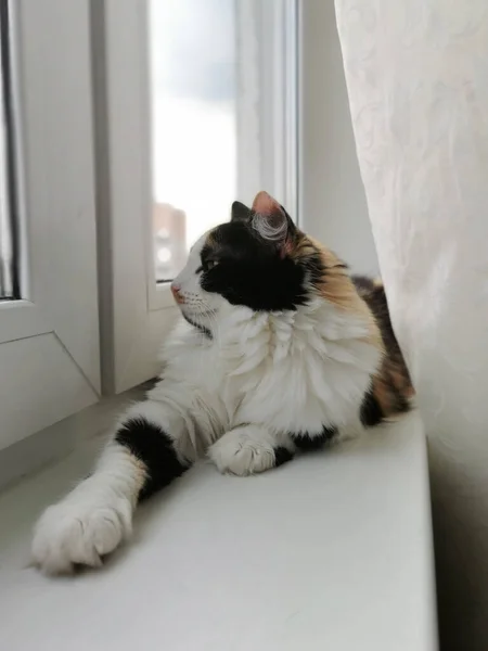 Tricolor Katze Liegt Und Ruht Katze Auf Der Fensterbank — Stockfoto