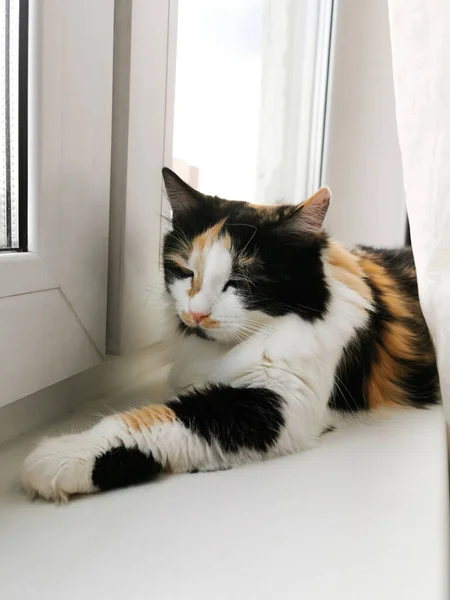 Renkli Kedi Yalan Söyler Dinlenir Pencere Pervazındaki Kedi — Stok fotoğraf