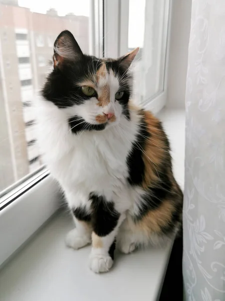 Pencere Kenarındaki Renkli Kedi Kedi Yana Bak — Stok fotoğraf