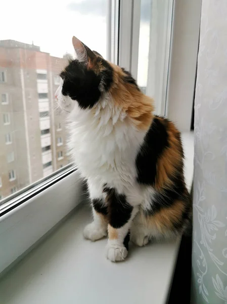 Tricolor Cat Windowsill Looks Out Window — Stock Photo, Image