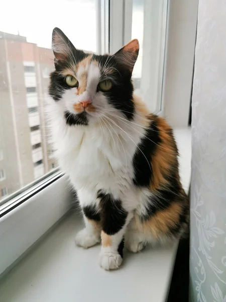 Pencerenin Kenarındaki Renkli Kedi — Stok fotoğraf