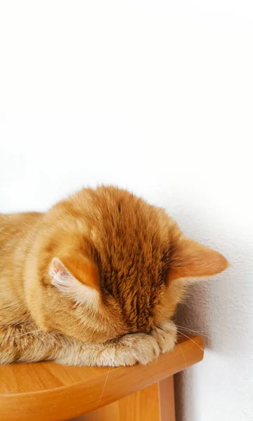 Cute Red Cat Sleeps Shelf White Background Cozy Home Decor — Stock Photo, Image