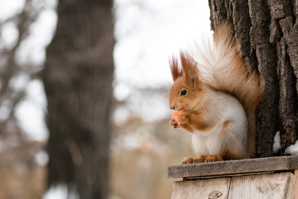 Eichhörnchen mit Karotte Stockfoto