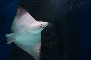 Akvaryum vatoz yüzüyor