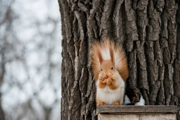 Wiewiórka zjada w winter park — Zdjęcie stockowe
