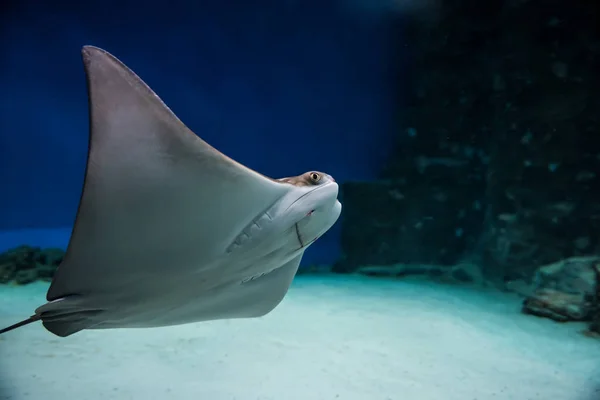 Der Stachelrochen im Aquarium Stockbild