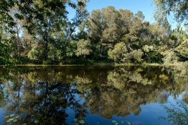 Nehir kıyısındaki ağaçlar