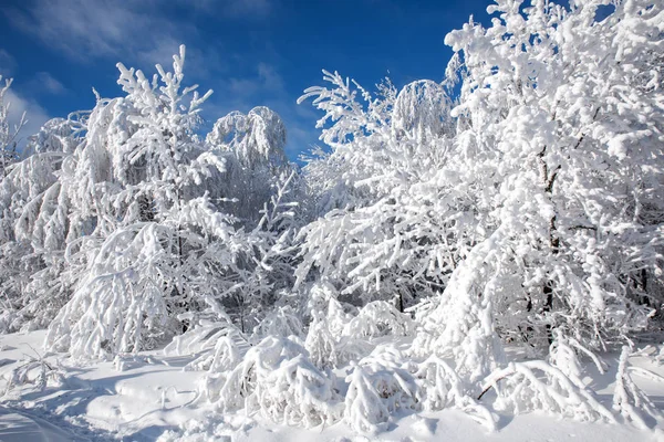 Shining white snow on the trees Stock Photo