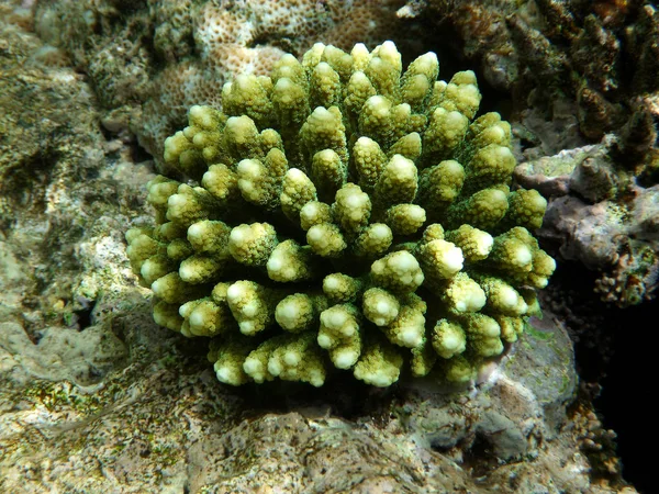 Red Sea'deki/daki sarı mercan — Stok fotoğraf