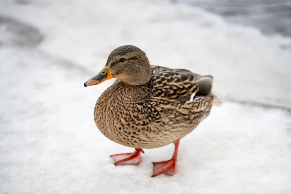Eine braune Ente steht im Schnee am Teich Stockfoto