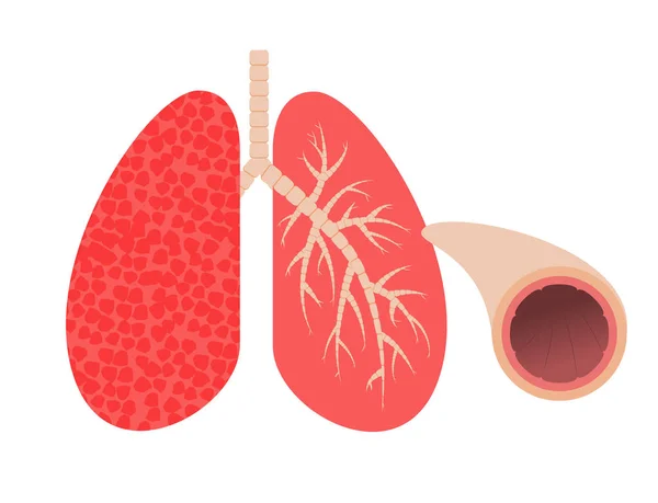 Lungs and bronchi. — Stock Illustration Lungs and bronchi. Stock Vector