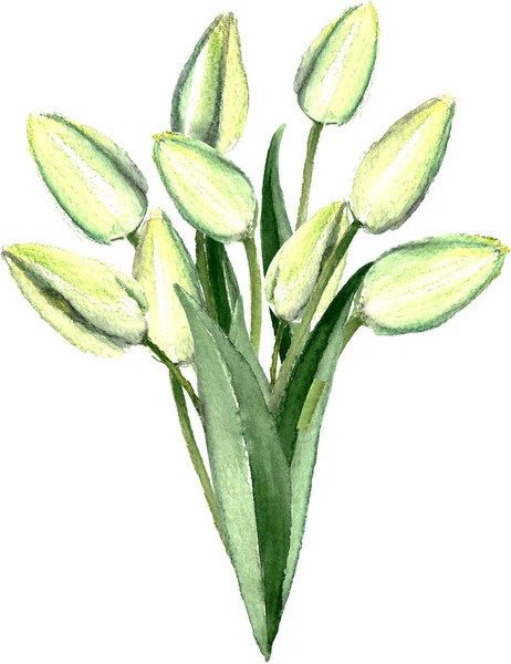 Acquerello disegnato a mano bianco Tulipani Bouquet — Foto Stock