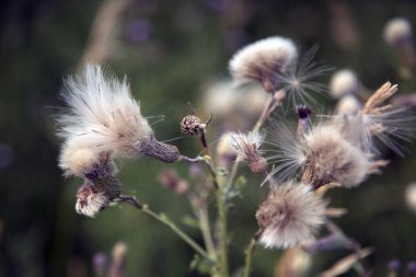 Vahşi thistle-sığ derinlik-in tarla 
