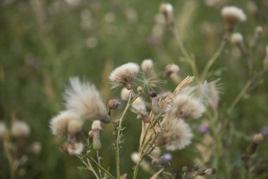 Oynayan beyaz kuyruk geyik