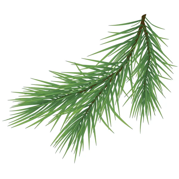 Green lush spruce branch. Fir branches. Isolated on white background illustration — Stock Vector