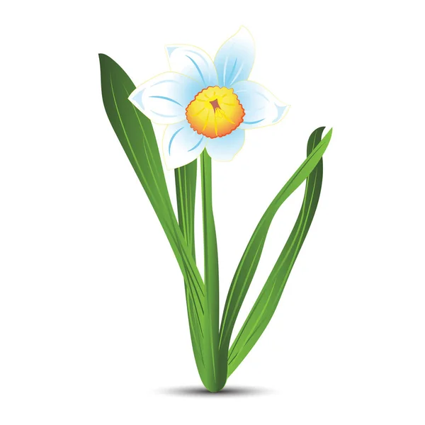 Narcyz biały i niebieski kwiaty z zielonych liści. Ilustracja wektorowa — Wektor stockowy