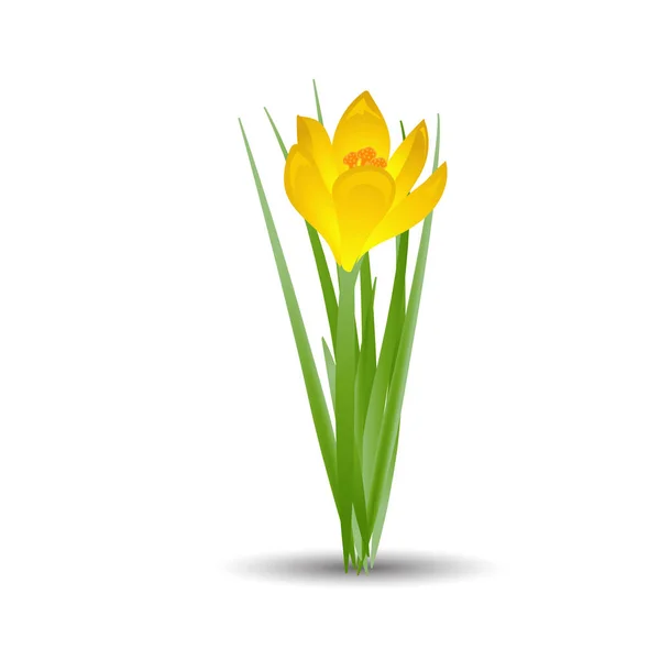 Fleurs jaunes de crocus en fleurs isolées sur blanc. Printemps plantes colorées avec des bourgeons fermer. Panneaux de fleurs de crocus pour cartes de vœux et invitations. Illustration vectorielle en plan . — Image vectorielle