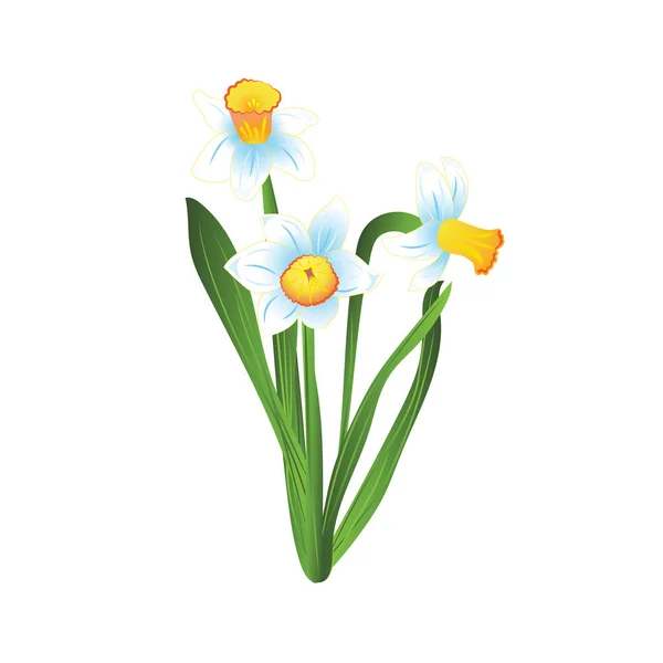 Buquê de três flores narcisos brancas e azuis com folhas verdes. Ilustração vetorial — Vetor de Stock