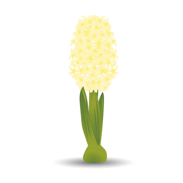 Piękny żółty Hiacynt z efekt akwarela rysunku. Na białym tle kwiat na białym tle. Ilustracja wektorowa — Wektor stockowy