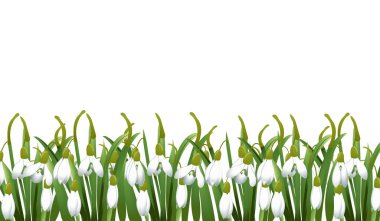 Kardelen çiçek, yeşil çim ile bahar arka plan. Paskalya, doğum günü, evlilik yıldönümü, 8 Mart, kadının gün kullanılabilir. Mevsimlik satış. Vektör çizim