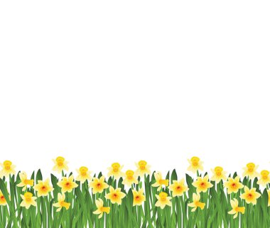 Yeşil çimenlerin üzerinde beyaz izole küçük sarı nergis çiçekleri ile. Vektör çizim