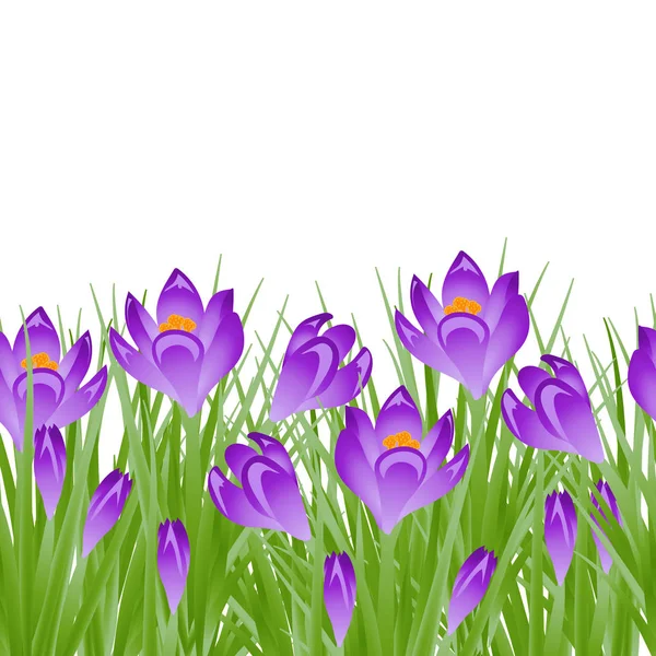 Primavera temprana flor púrpura Crocus para Pascua sobre fondo blanco. Ilustración vectorial — Archivo Imágenes Vectoriales