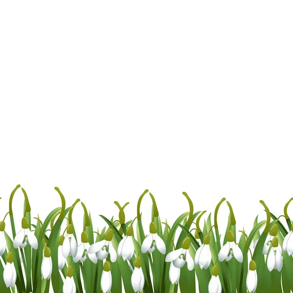 Frühling Hintergrund mit Schneeglöckchen Blumen, grünem Gras. kann für Ostern, Geburtstag, Hochzeit, Jahrestag, 8. März, Frauentag verwendet werden. Saisonverkäufe. Vektorillustration — Stockvektor