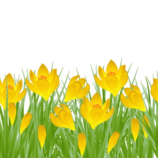 Vorfrühling gelbe Blütenkrokusse für Ostern auf weißem Hintergrund. Vektorillustration — Stockvektor