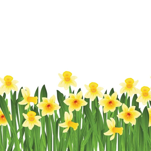 Green grass with yellow narcissus flowers isolated on white. Vector illustration — Stock Vector