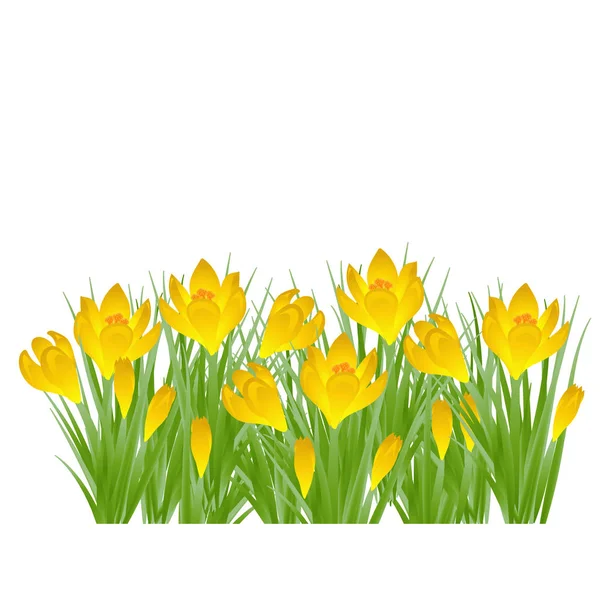 Wczesną wiosną żółty kwiat Crocus na Wielkanoc na białym tle. Ilustracja wektorowa — Wektor stockowy