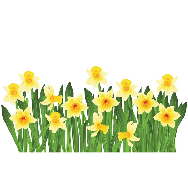 Green grass with yellow narcissus flowers isolated on white. Vector illustration — Stock Vector