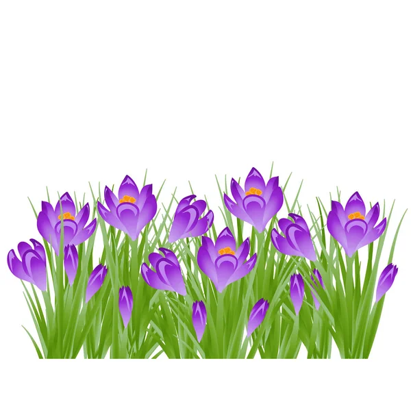 Wczesną wiosną fioletowy kwiat Crocus na Wielkanoc na białym tle. Ilustracja wektorowa — Wektor stockowy