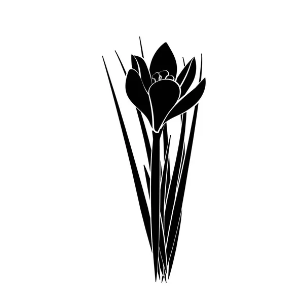 Ручные рисованные крокус цветы. Элегантная винтажная карта. Черный крокус с белым ударом. Векторная иллюстрация . Лицензионные Стоковые Иллюстрации