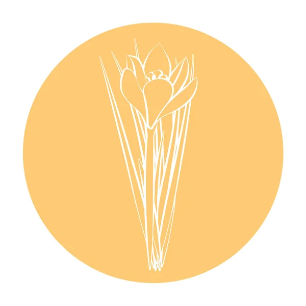 Våren blomma ikonen. Vit krokus. Krokus, saffran, örter. Orange rund cirkel flat ikonen. Vektorillustration — Stock vektor
