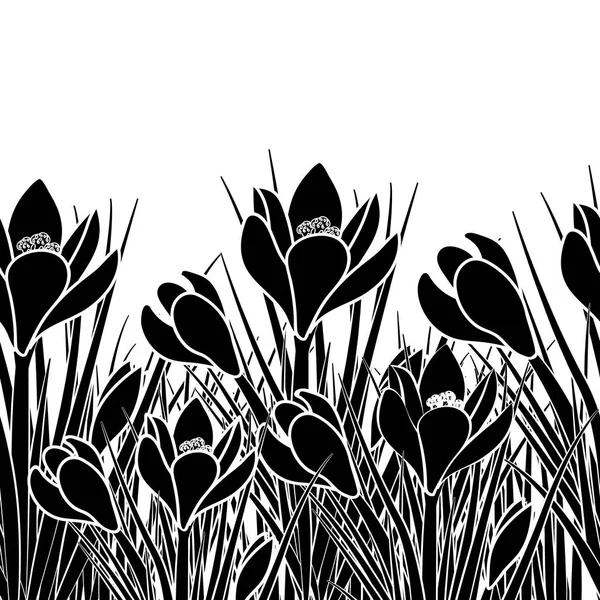 Cartolina primavera con croco nero e pennellata bianca. Inizio primavera fiore Crocus per Pasqua su sfondo bianco. Illustrazione vettoriale Illustrazione Stock