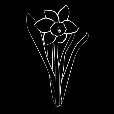El nergis çiçek çekilmiş. Zarif vintage kartı. Siyah nergis beyaz kontura sahip. Siyah arka plan. Vektör çizim.