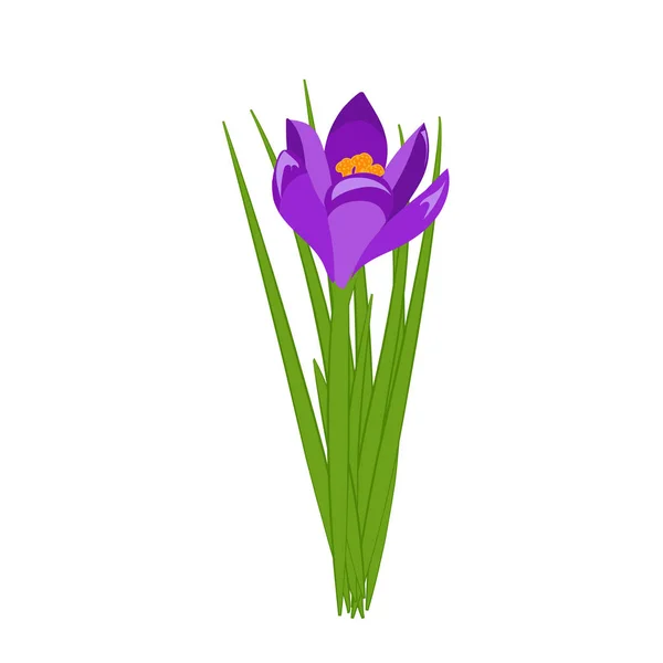 Lila krokus blommande blommor isolerade på vitt. Vår färgglada växter med knoppar på nära håll. Crocus blommor tecken för gratulationskort och inbjudningskort. Vektorillustration i platt design. — Stock vektor