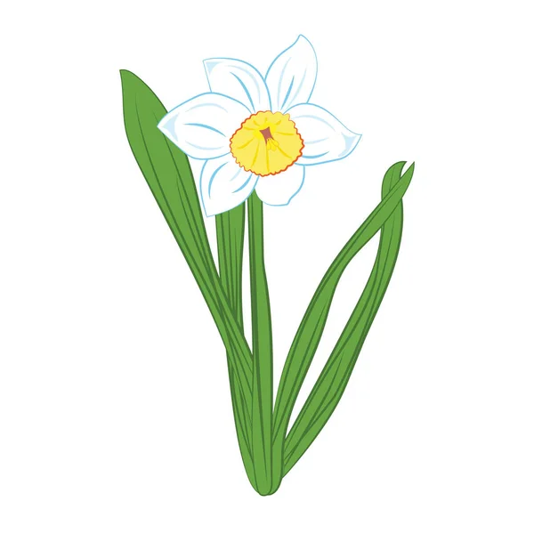 Narcyz biały i niebieski kwiaty z zielonych liści. Na białym tle. Ilustracja wektorowa — Wektor stockowy