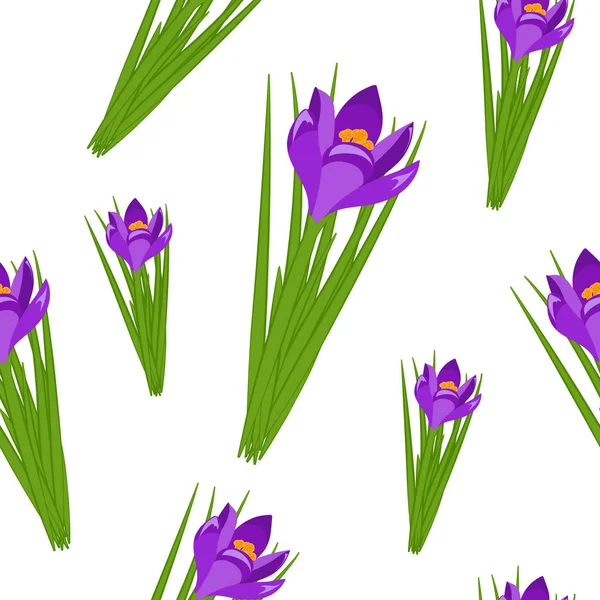 Prachtige lente naadloze patroon met krokussen. Paarse bloemen verschillende maten van saffraan op een witte achtergrond. Vectorillustratie. — Stockvector