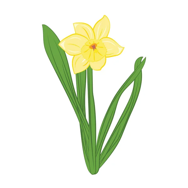 Gula narcisser blommor med gröna blad. Isolerade på vitt. Vektorillustration — Stock vektor