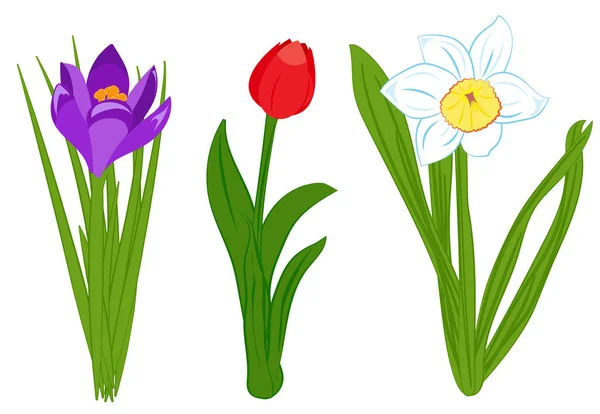 Conjunto de narcisos azules, azafrán púrpura y flores de tulipán rojo. Ilustración plana aislada sobre fondo blanco. Ilustración vectorial — Archivo Imágenes Vectoriales