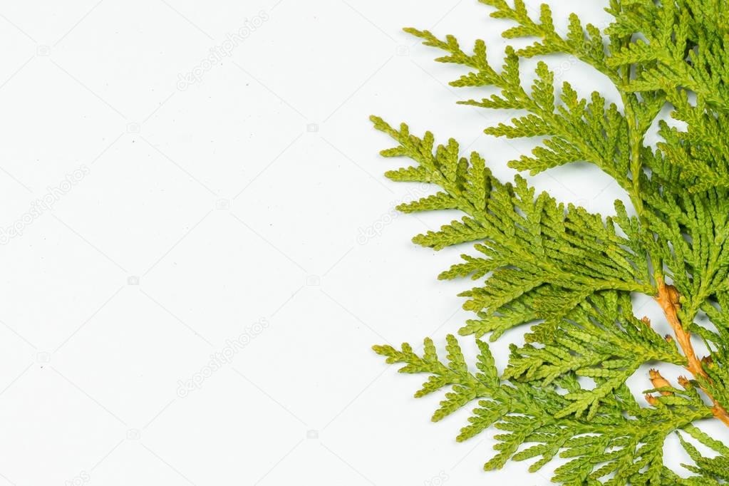 Green thuja tree branches close up details as white background image at the side isolated.